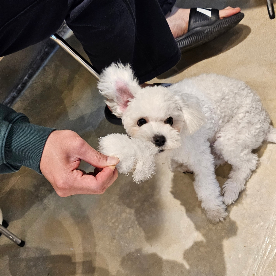 피네(P-ne) 이미지