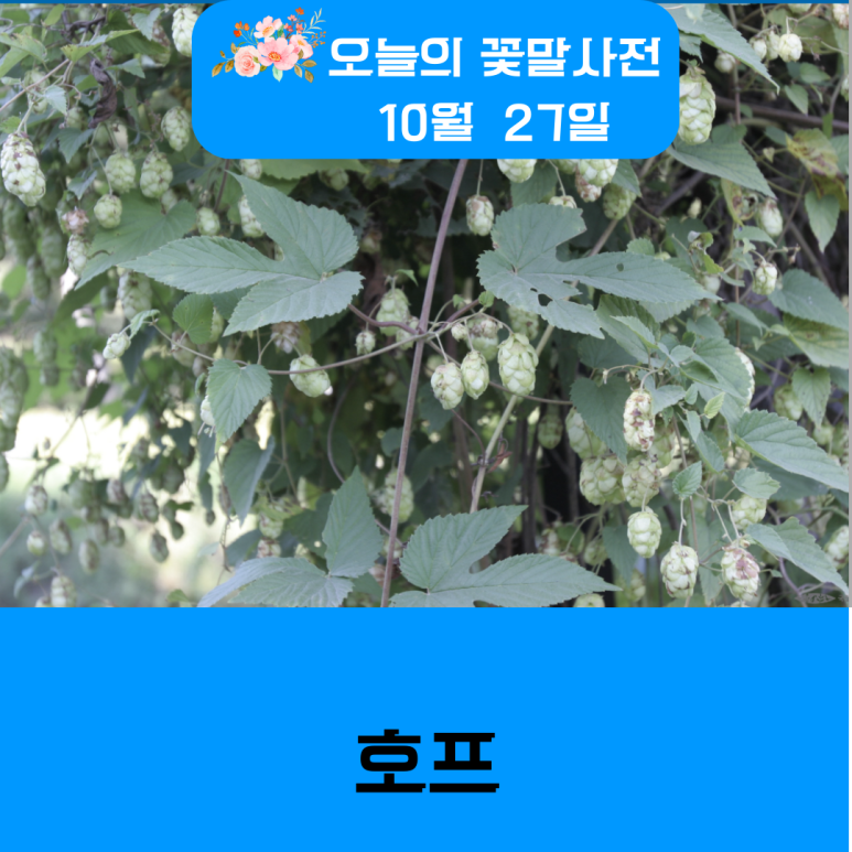꽃말호프 이미지