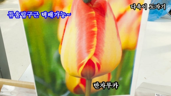 남사물향기야생화 이미지