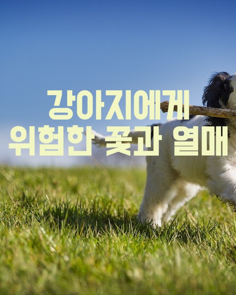 강아지에게 위험한 꽃과 열매