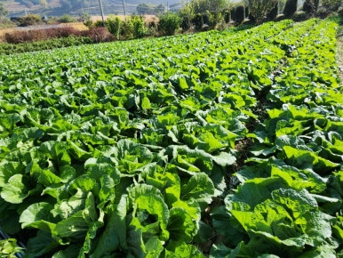 청천농산 이미지
