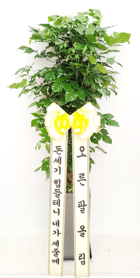 유정 Flower 이미지