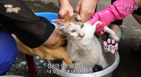 응 이미지