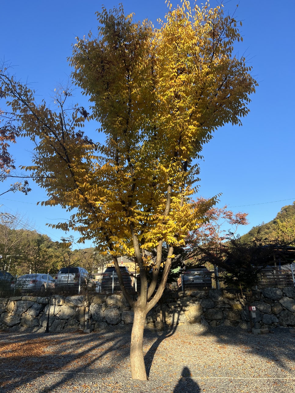 명암539펜션오토캠핑장 이미지