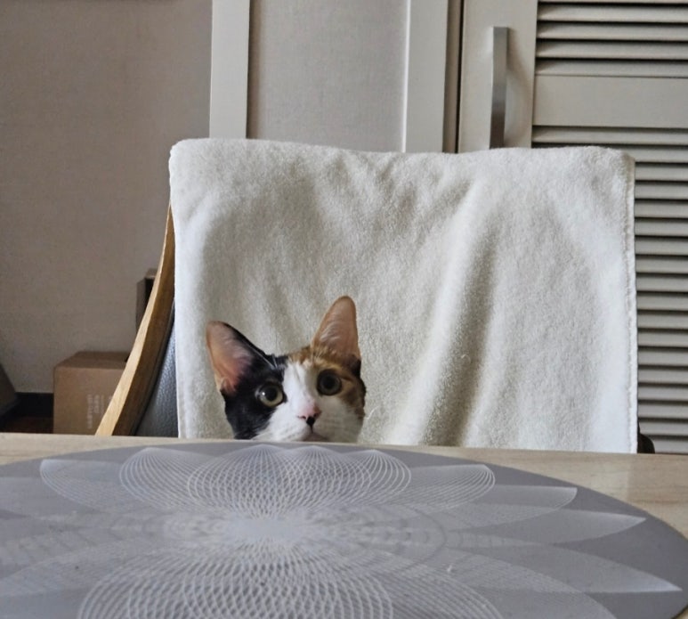 밥줘요 이미지
