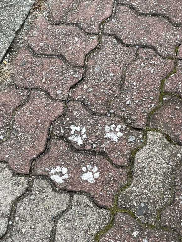 바디디자인 이미지