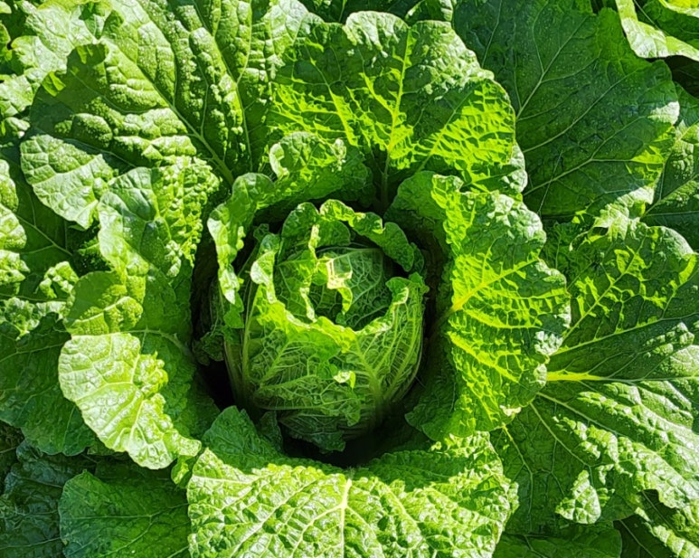 청천농산 이미지