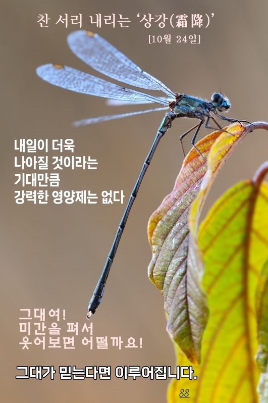 행복나무 이미지