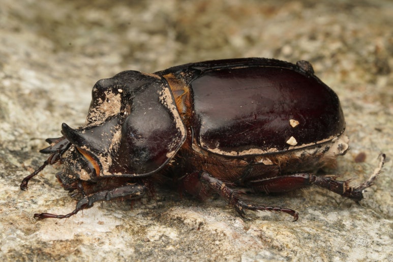 장수풍뎅이(Big beetle) 이미지