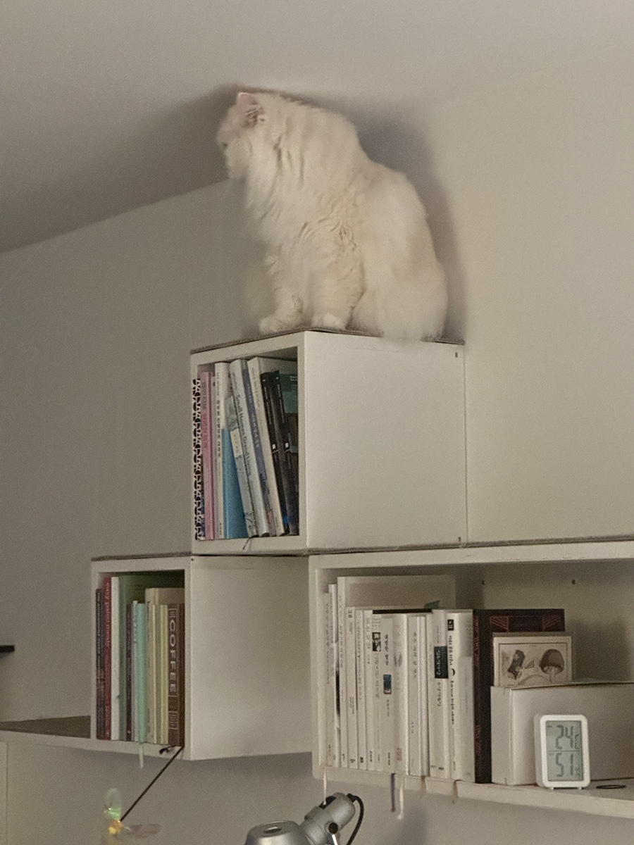 동천육 이미지