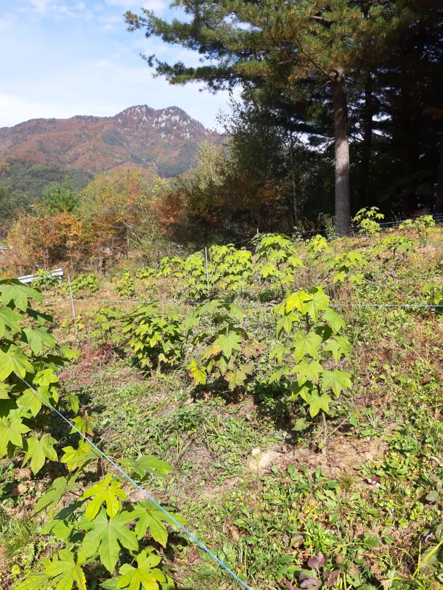 석화산농장 이미지