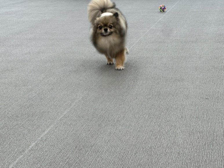 벌툰평택 이미지