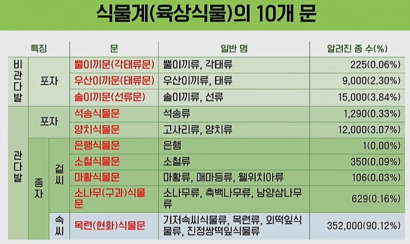 지중해소나무 이미지