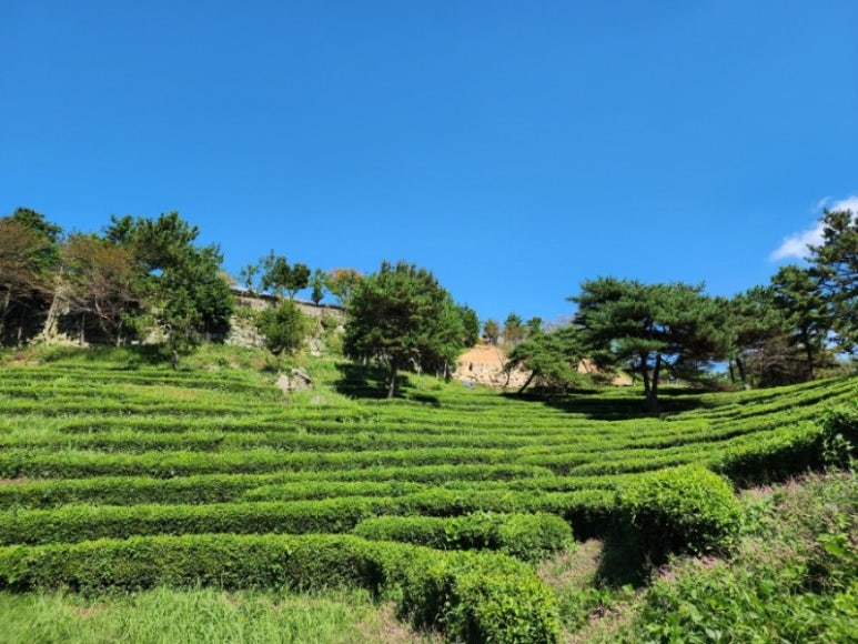 만나(Manna) 이미지
