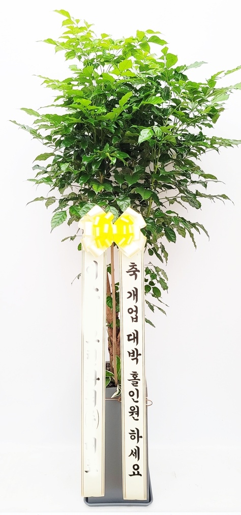 유정 Flower 이미지