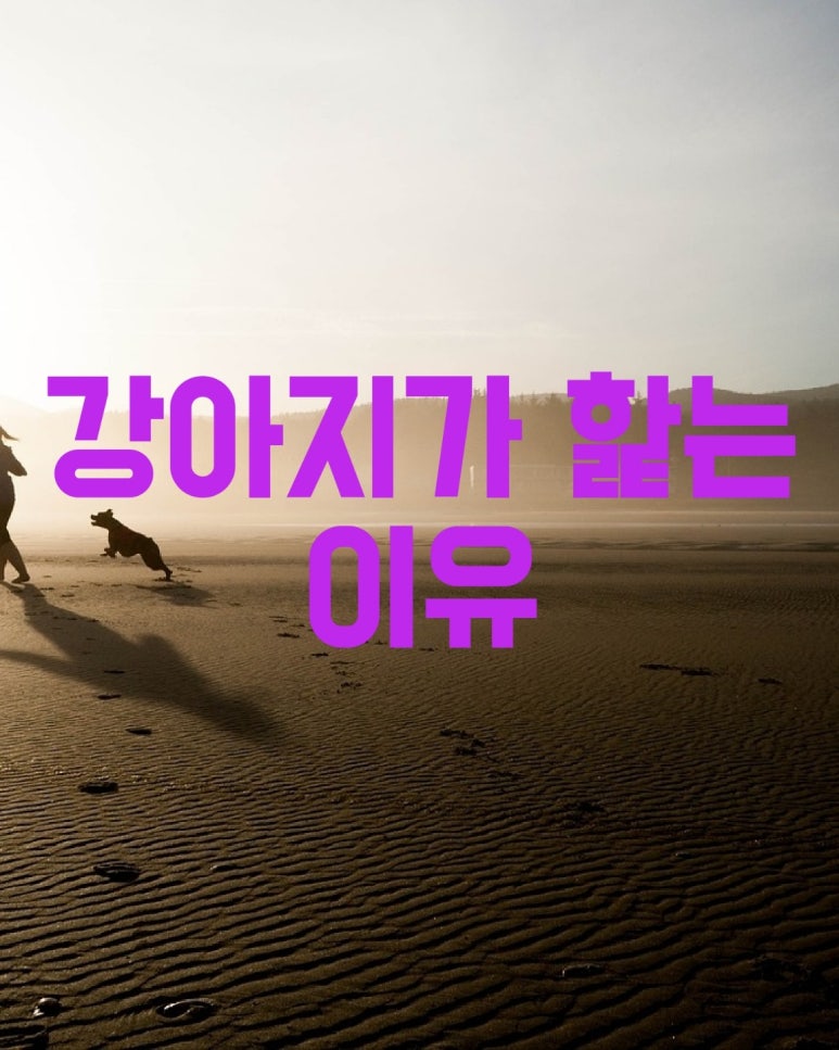 강아지가 핥는 이유