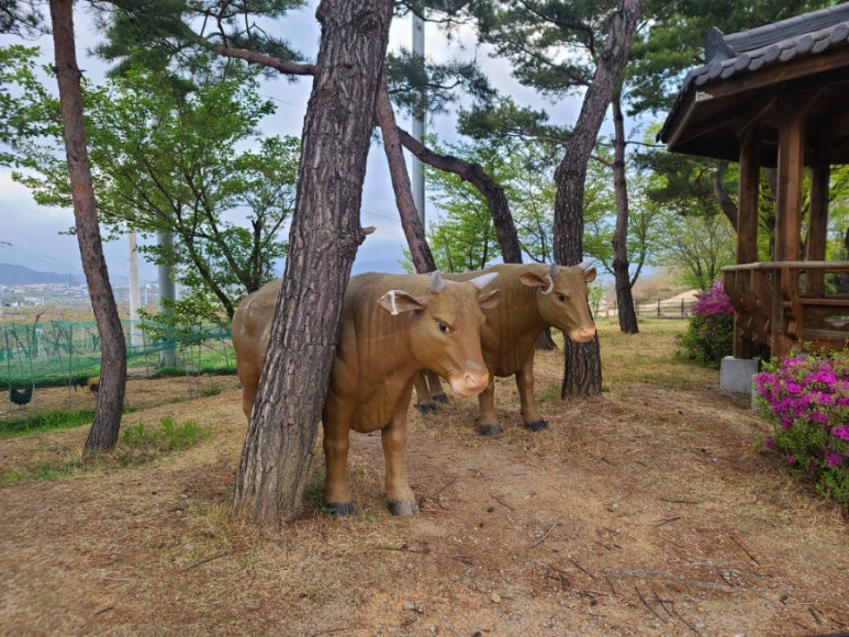 영주한우고기나무 이미지