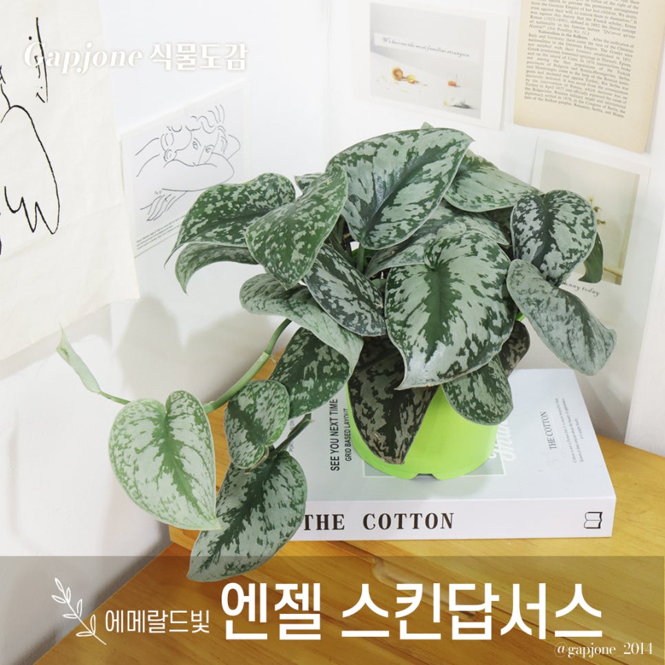 엔젤스킨 이미지