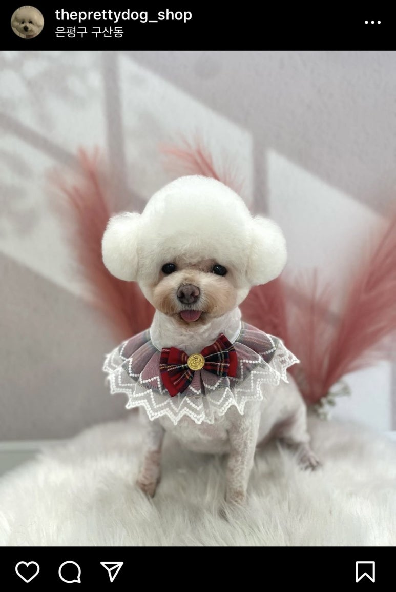 더빠마 이미지