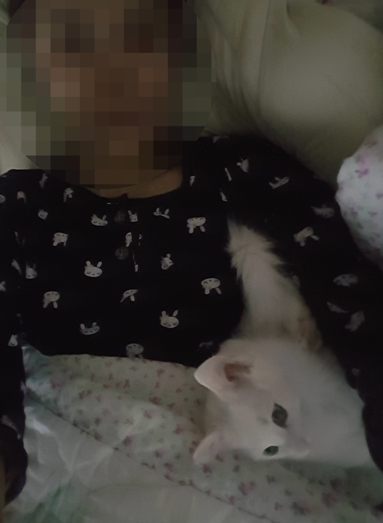 냥이커뮤니케이션 이미지