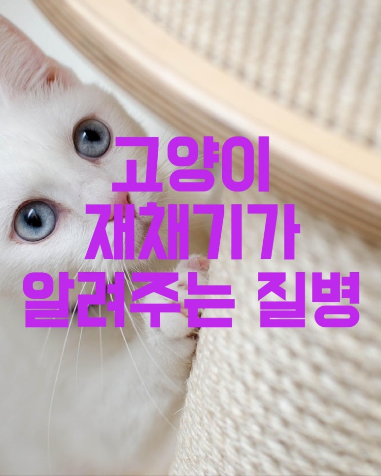 고양이 재채기가 알려주는 질병