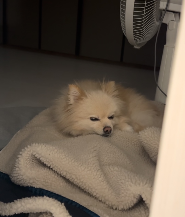 토마네 이미지