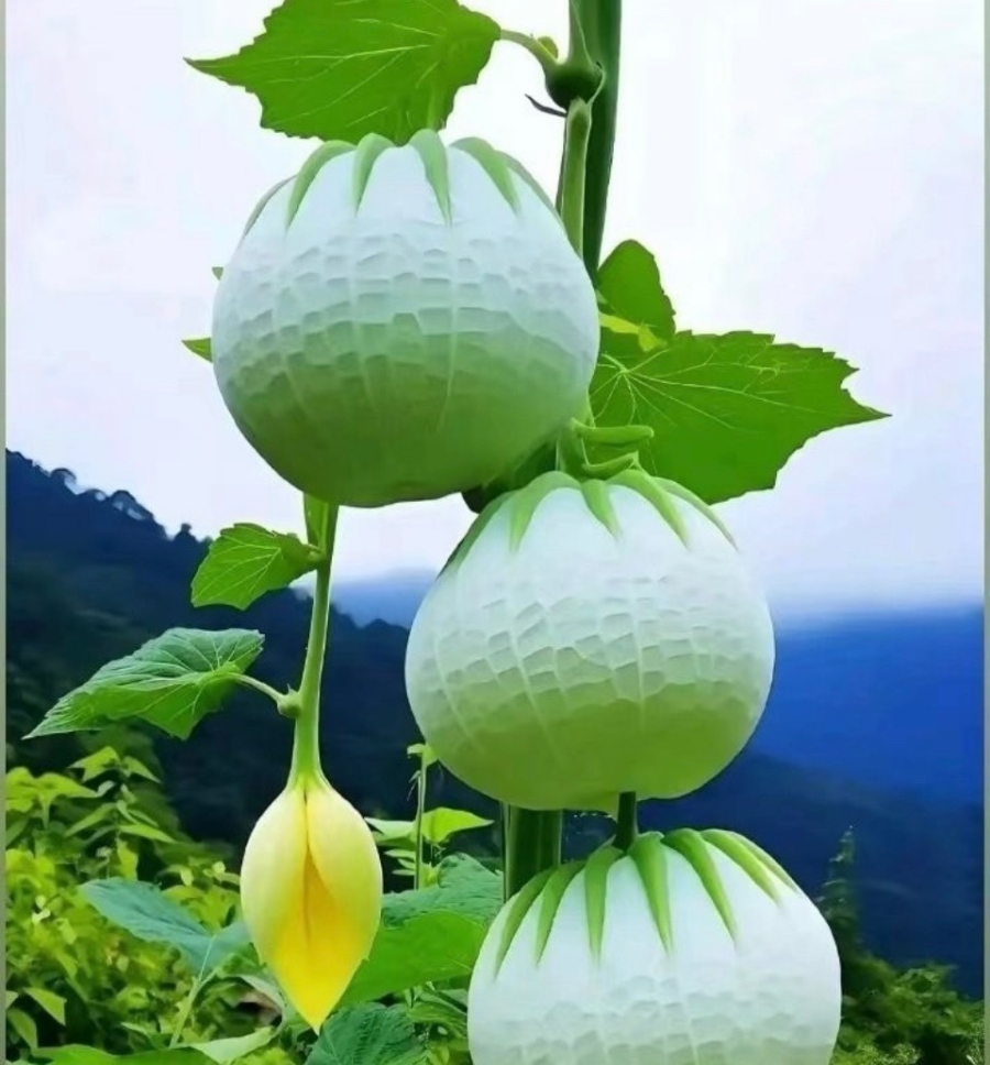 조은크린 이미지