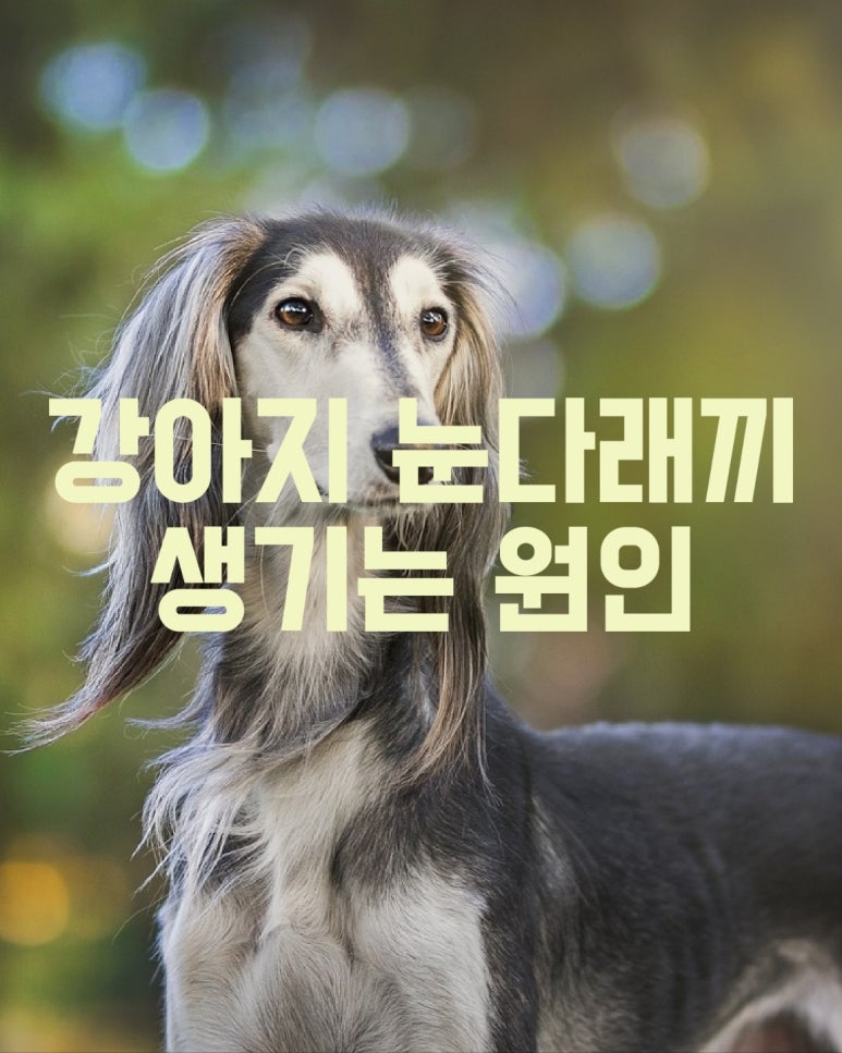 강아지 눈 다래끼 생기는 원인
