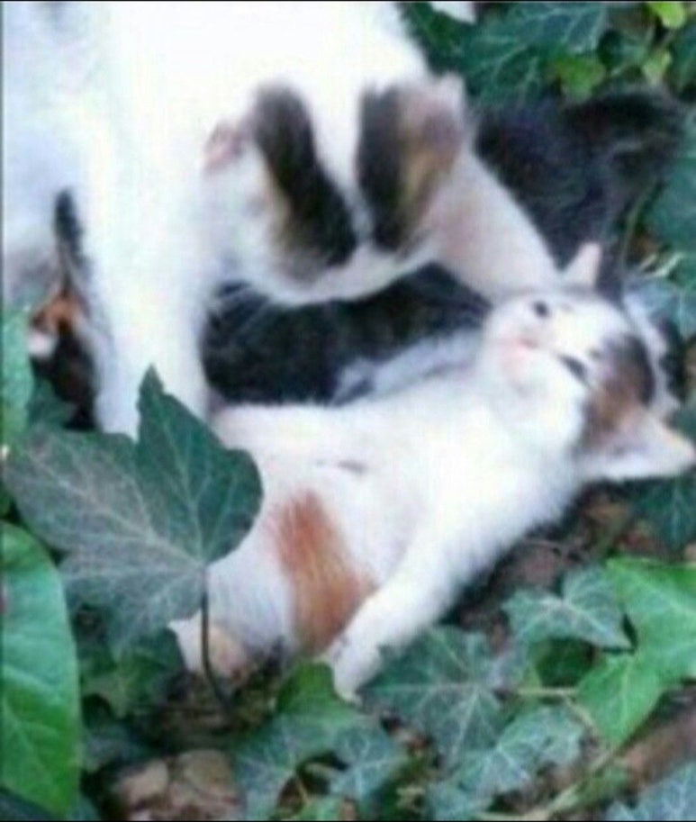 낭만고양이 이미지