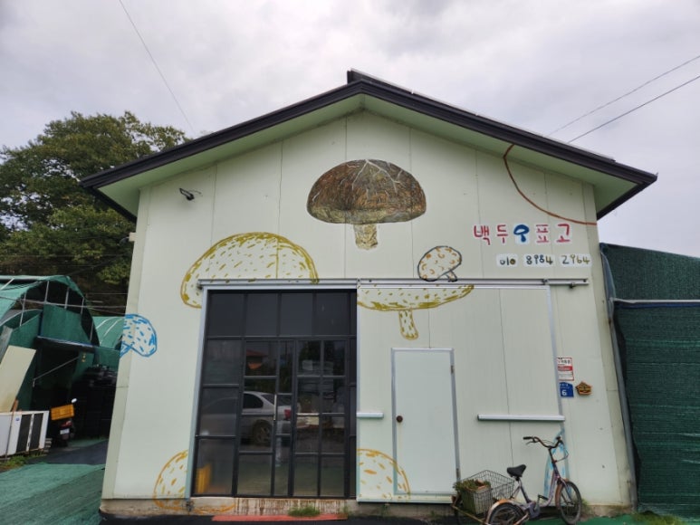백두표고 이미지