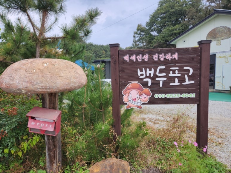 백두표고 이미지