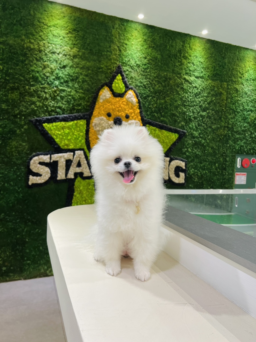 서울 강남 애견 유치원 스타몽: 비용, 픽업, 시설 완벽 분석