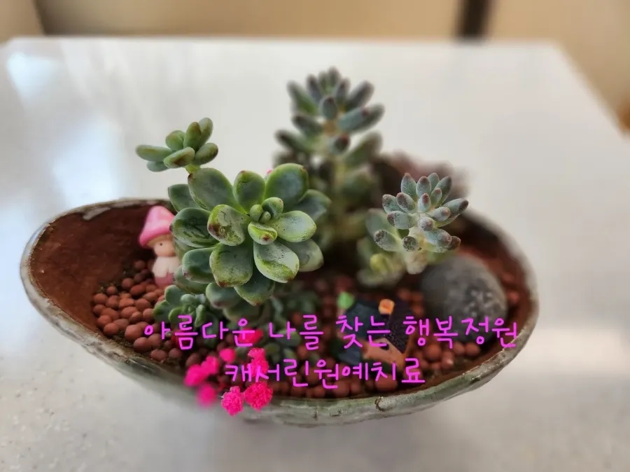 벤자민정원 이미지