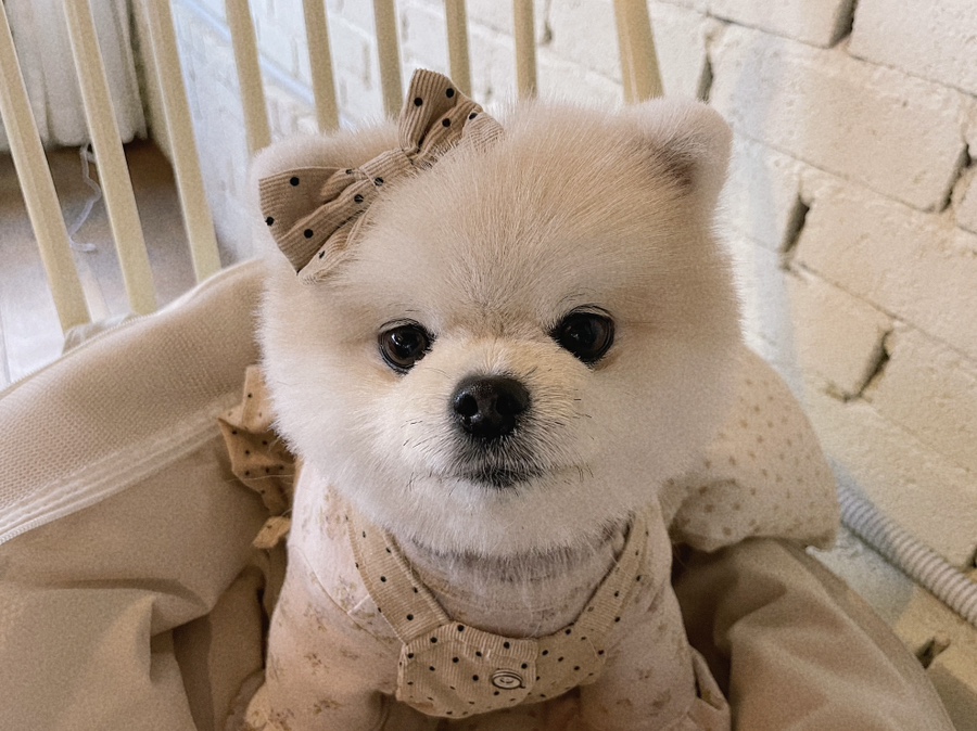 마르쉐조이 이미지