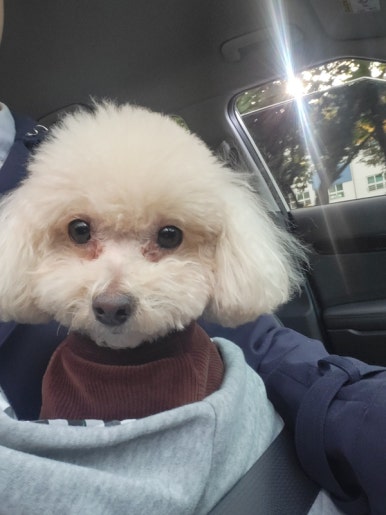 정직유부 감계점 이미지