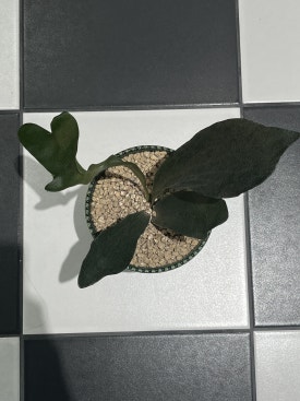 핑킹클럽 이미지