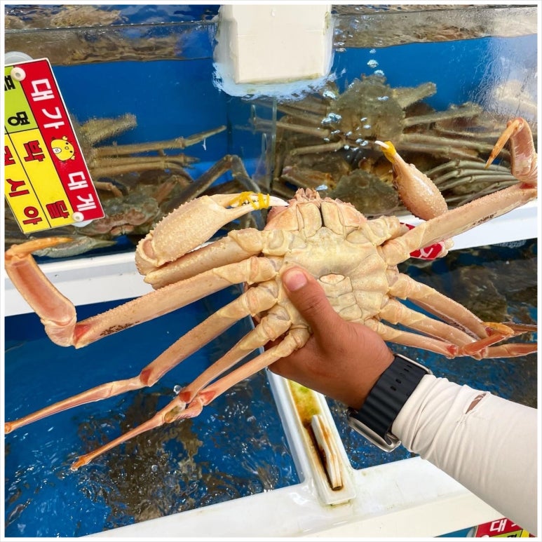 대가대게 이미지