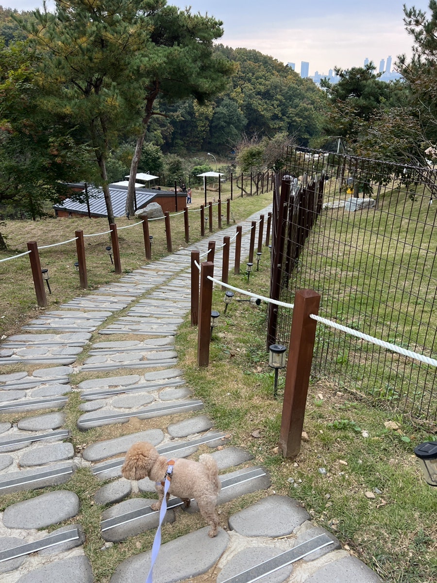 용인 애견동반 카페 테일45, 입장료와 메뉴 후기 — 사진 5