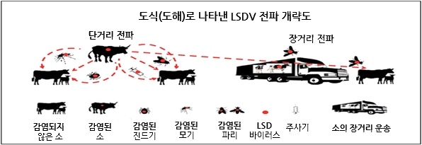 폭스스킨 이미지