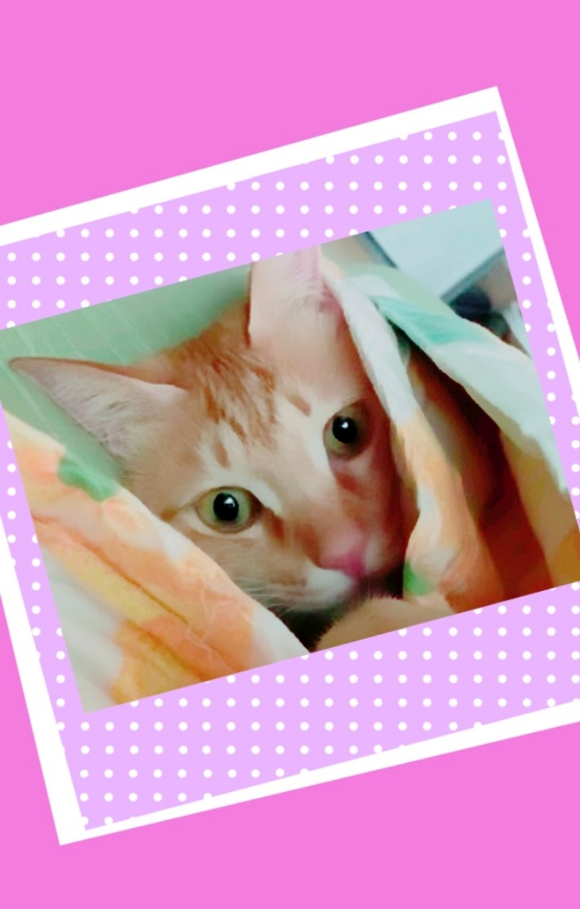 장옷수선 이미지