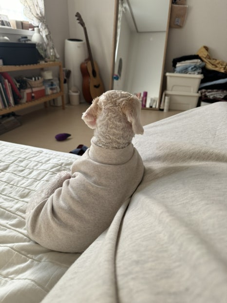 디어그리너 이미지