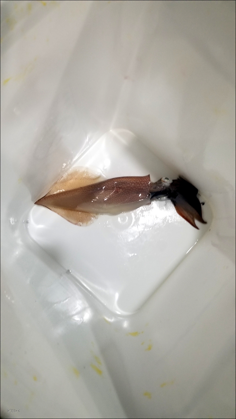 오징어아저씨 이미지