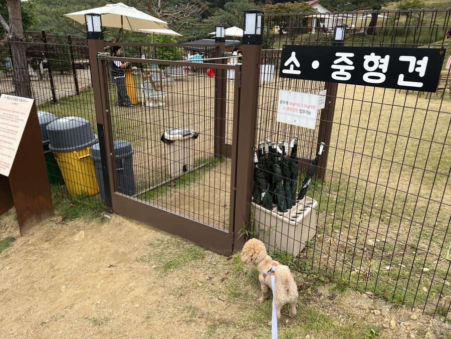 용인 애견동반 카페 테일45, 입장료와 메뉴 후기 — 사진 18