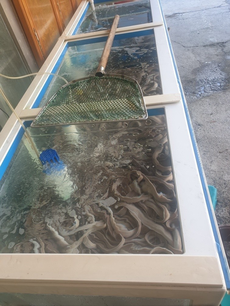 원조기장곰장어 이미지