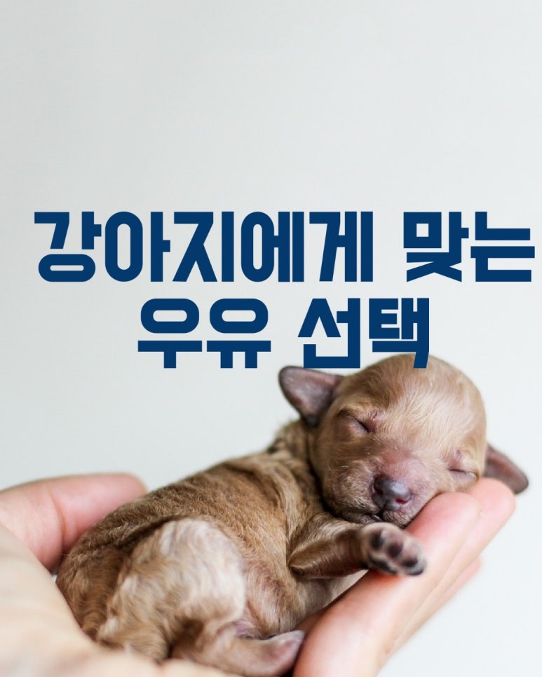 강아지에게 맞는 우유 선택