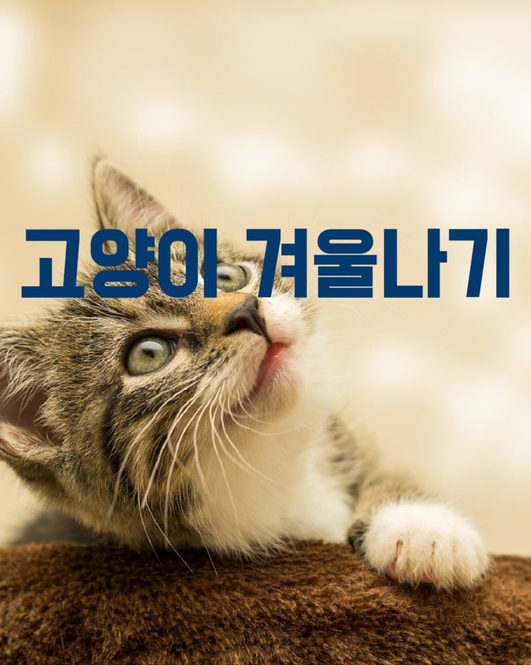 고양이 겨울나기