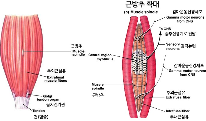 조이무브먼트 이미지