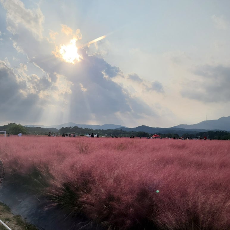 카페나리 이미지