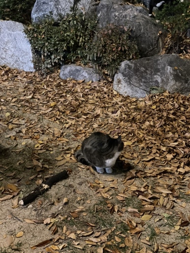 대영무도학원 이미지