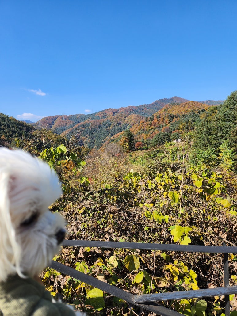 산으로간니모 이미지